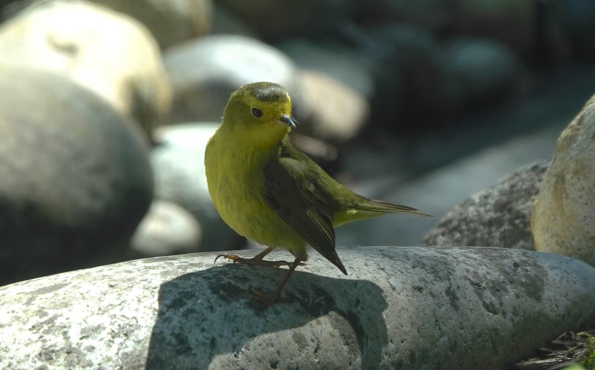 Wilson's Warbler - ML645928430