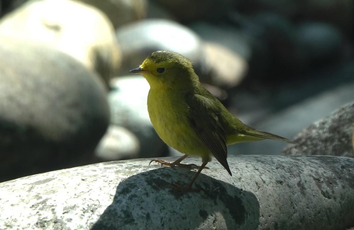 Wilson's Warbler - ML645928436