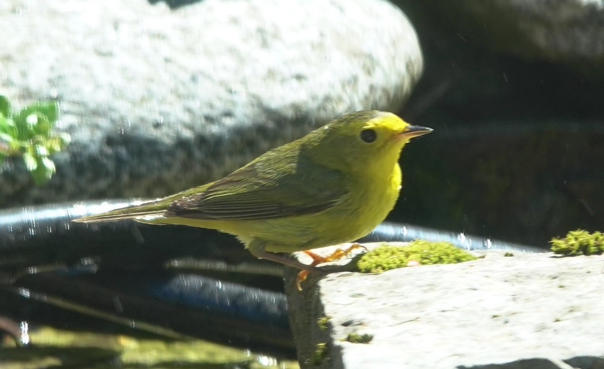 Wilson's Warbler - ML645928437