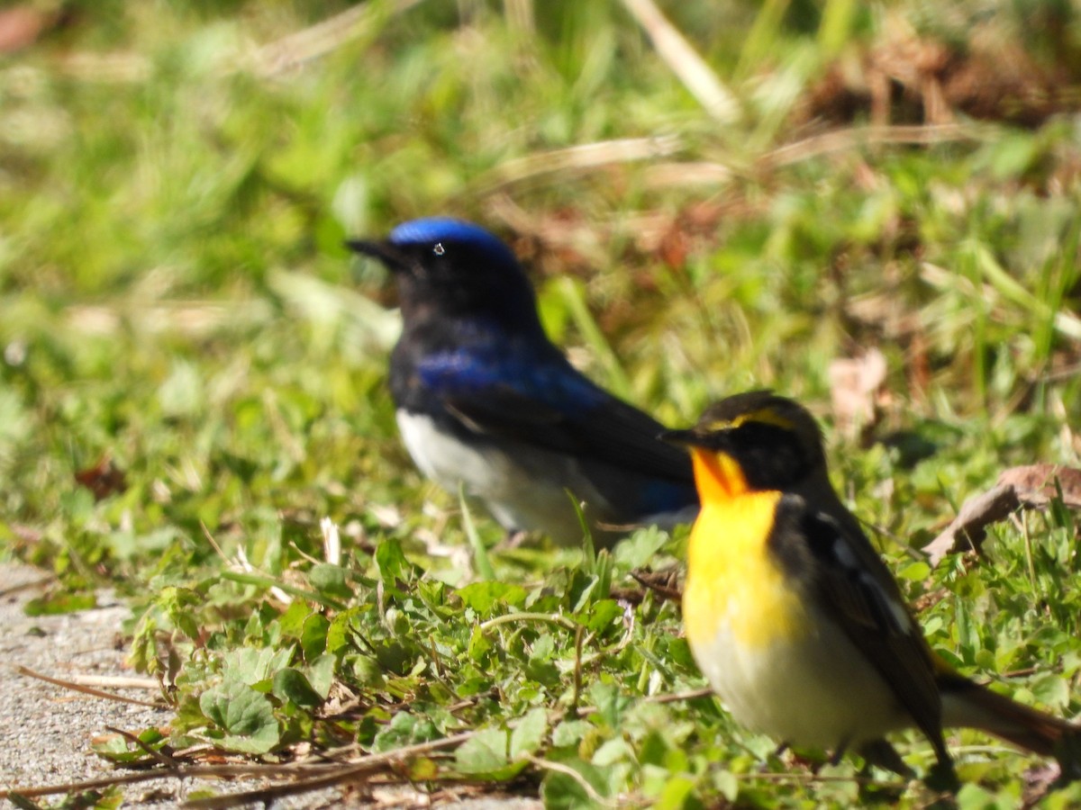 白腹琉璃 - ML645928438