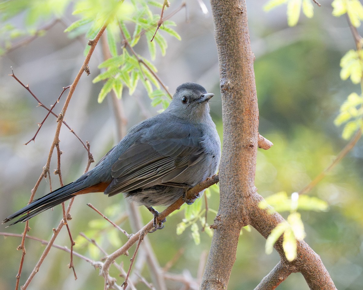 Gray Catbird - ML645928440