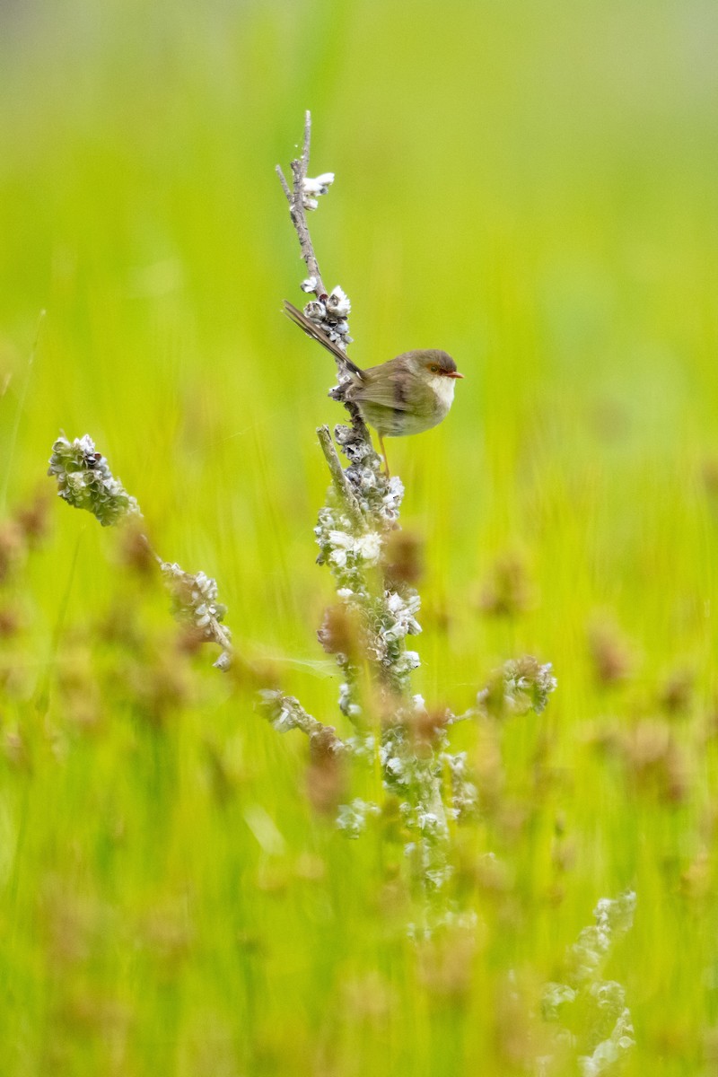 Superb Fairywren - ML645928441