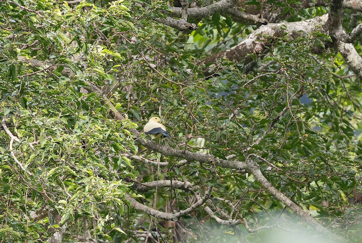 Pied Imperial-Pigeon - ML645928442