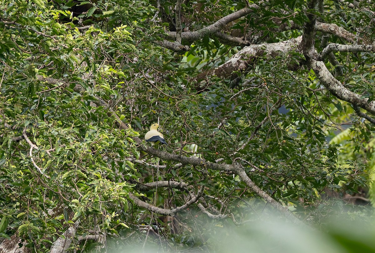 Pied Imperial-Pigeon - ML645928443