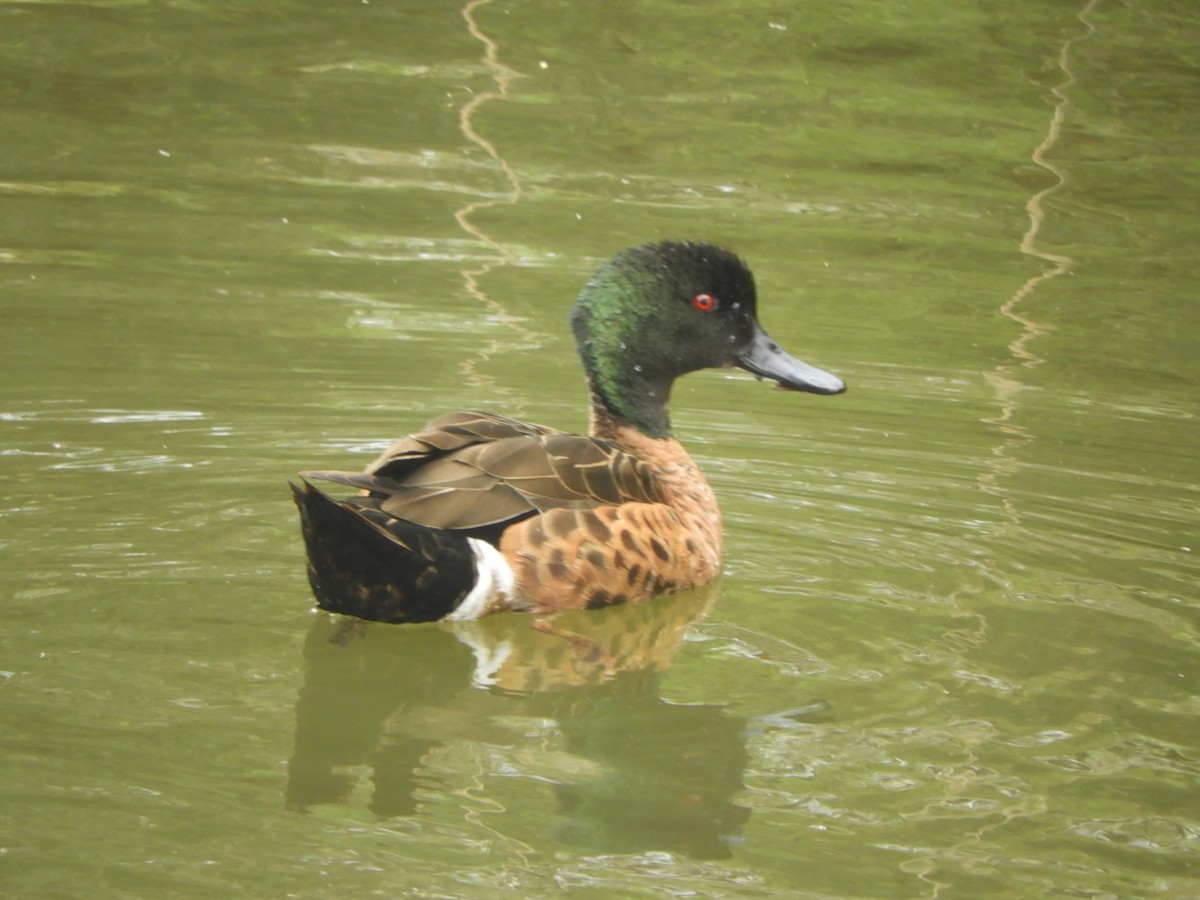 Chestnut Teal - ML645928445