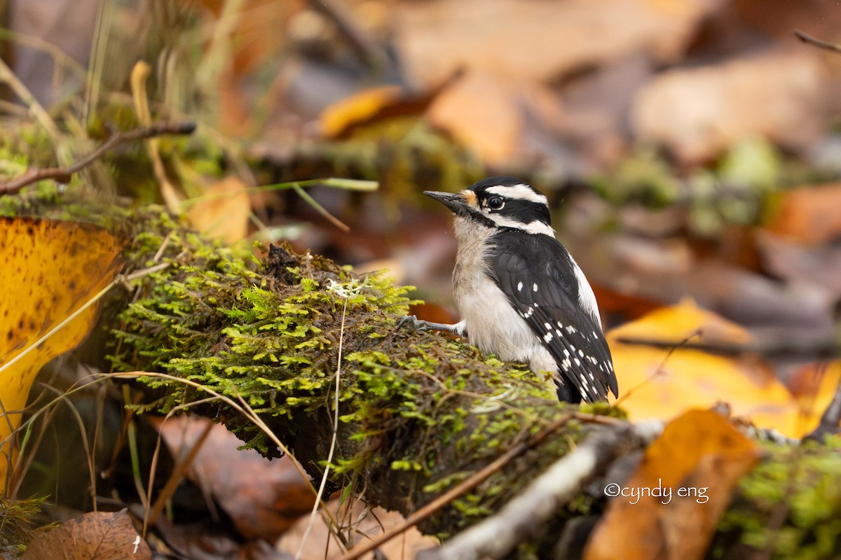 Downy Woodpecker - ML645928447