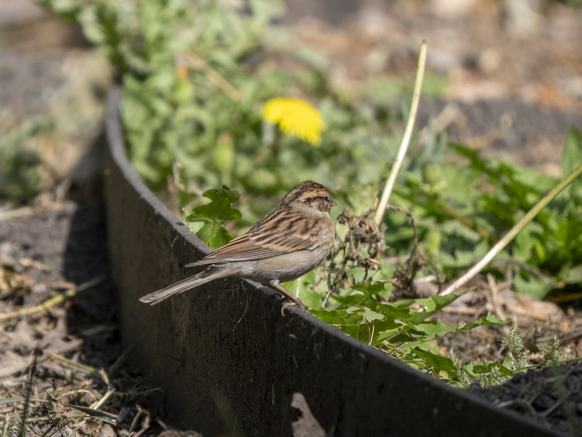 Chipping Sparrow - ML645928449