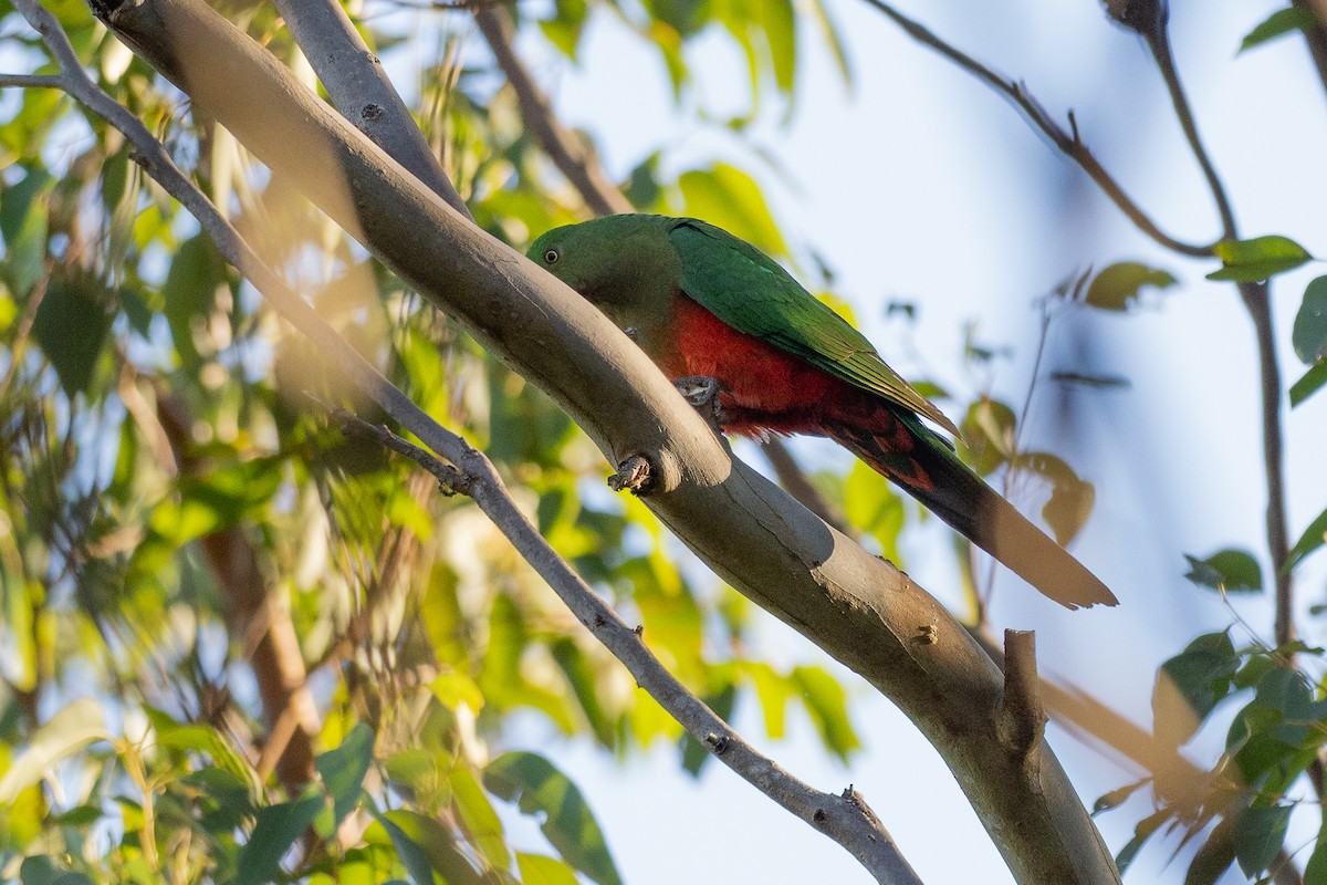 Australian King-Parrot - ML645928450