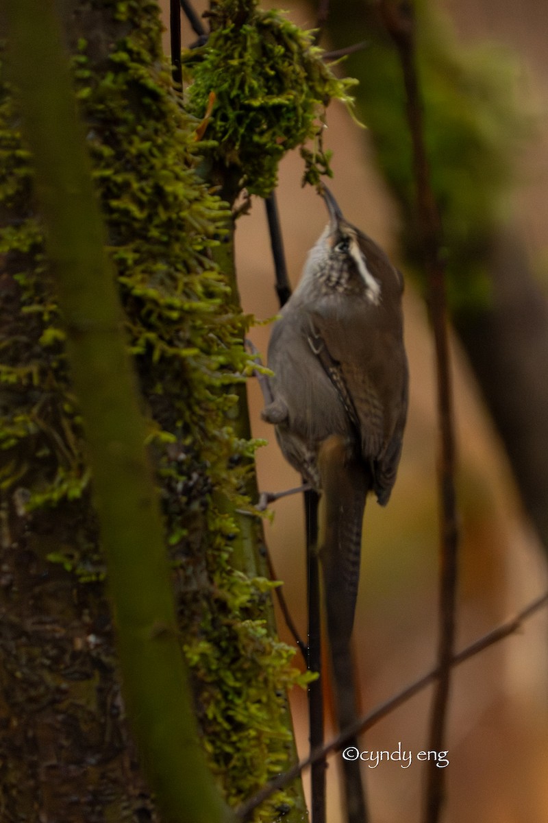 Bewick's Wren - ML645928451