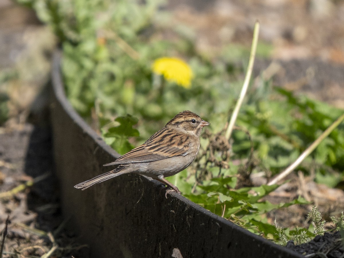 Chipping Sparrow - ML645928453