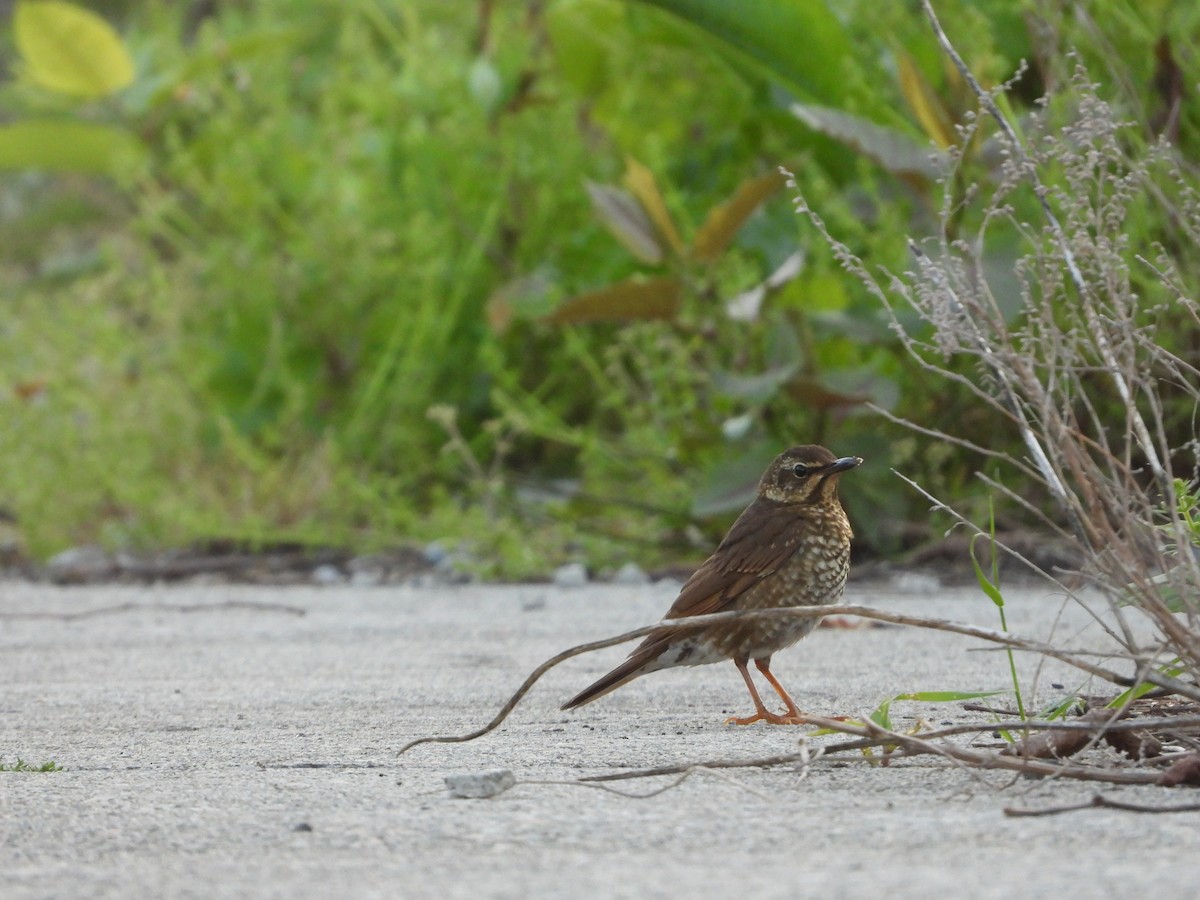 白眉地鶇 - ML645928454