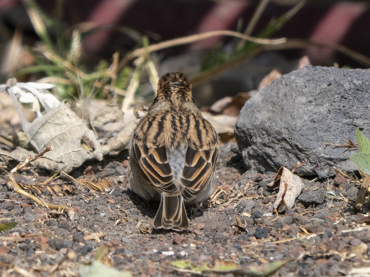 Chipping Sparrow - ML645928455
