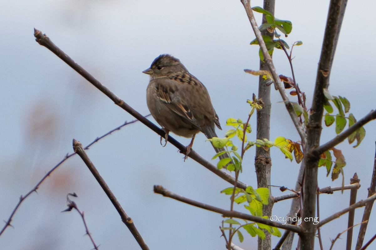 Golden-crowned Sparrow - ML645928456