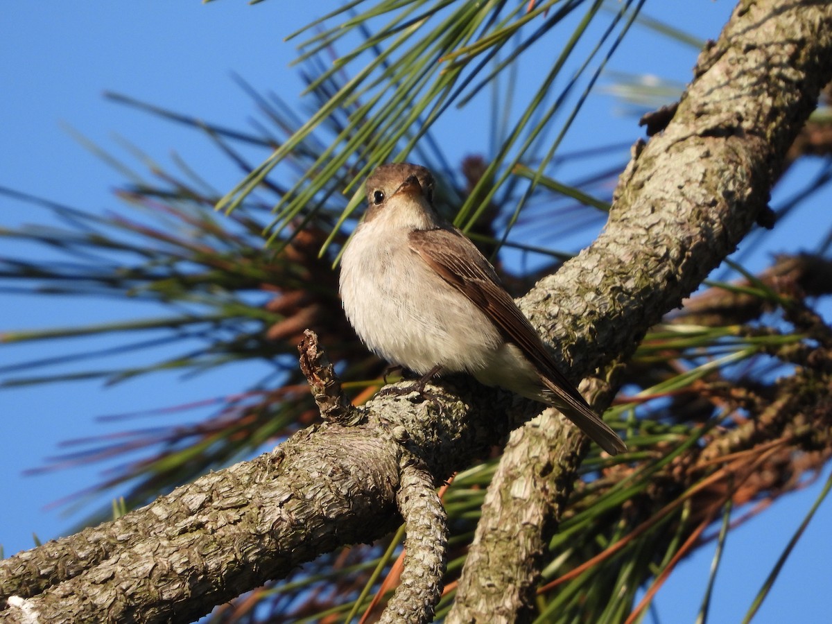 寬嘴鶲 - ML645928457