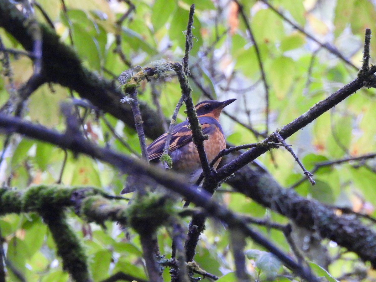 Varied Thrush - ML645928458