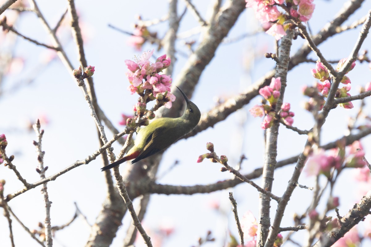 Fire-tailed Sunbird - ML645928459