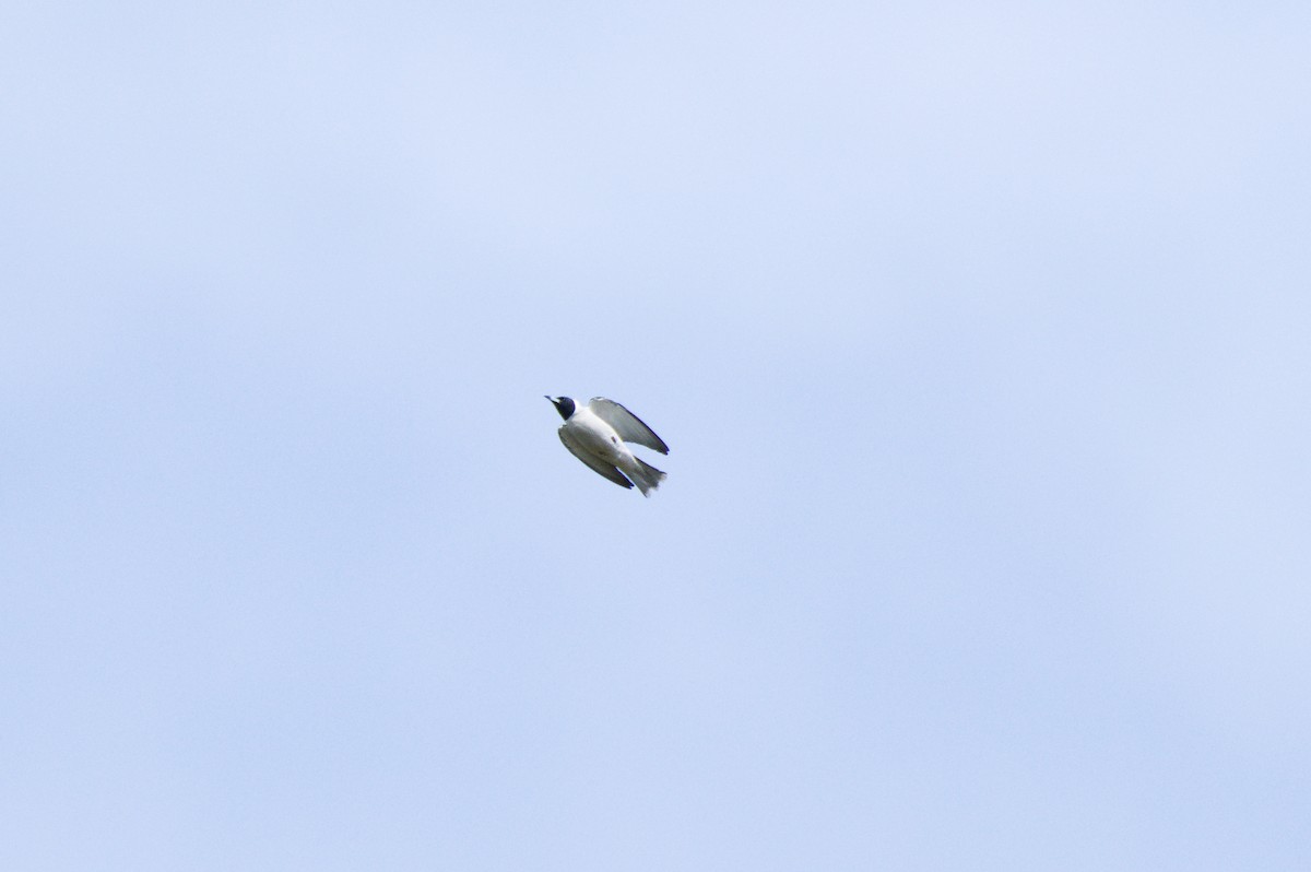 Masked Woodswallow - ML645928460