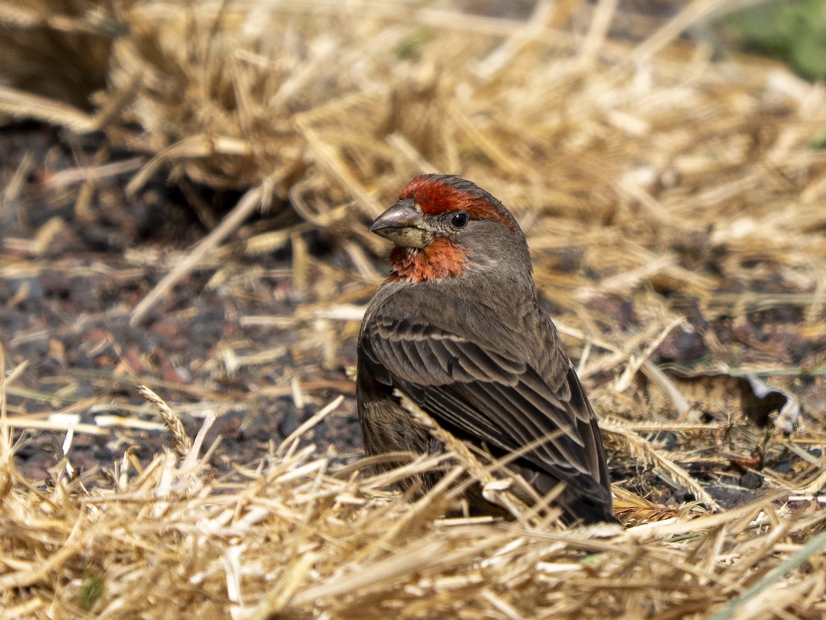 House Finch - ML645928461
