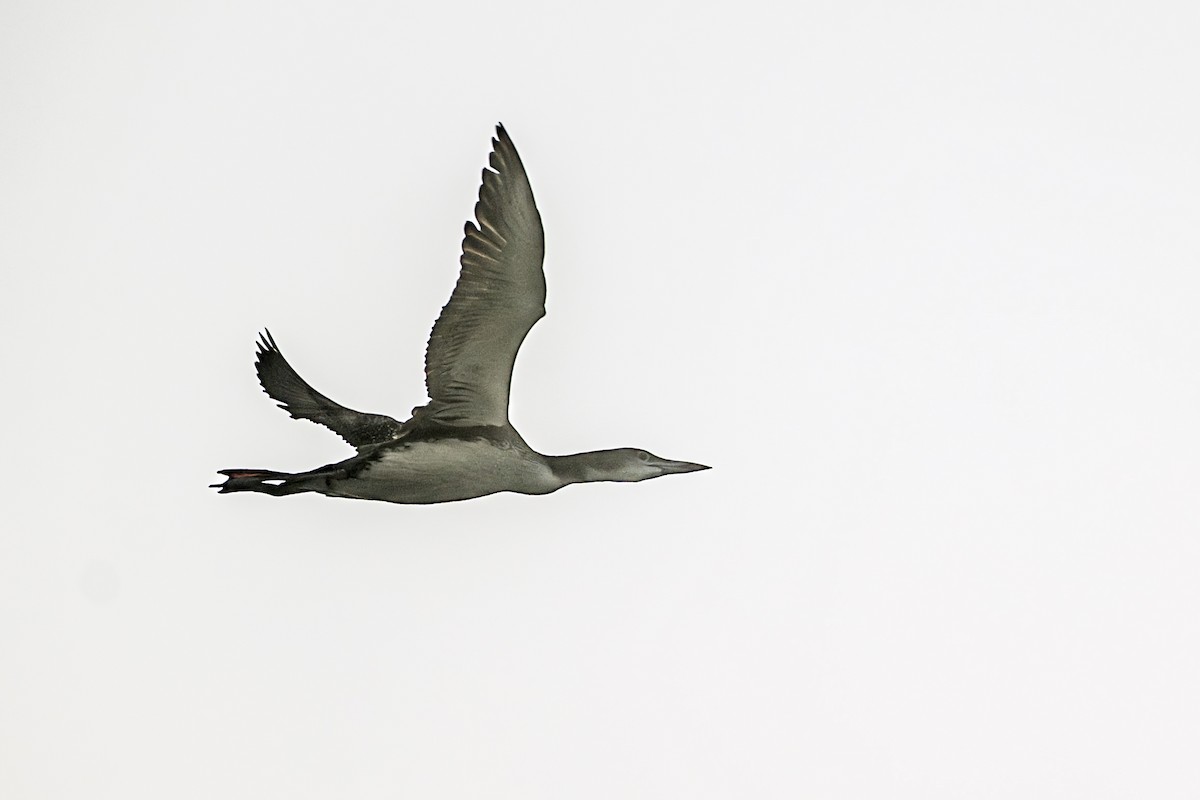 Common Loon - ML645928465