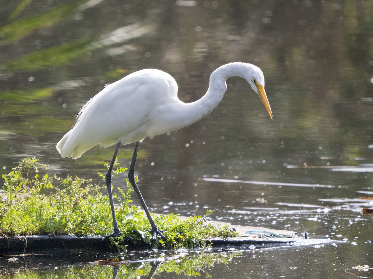 大白鷺 - ML645928466