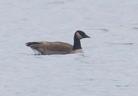 小加拿大雁 - ML645928477