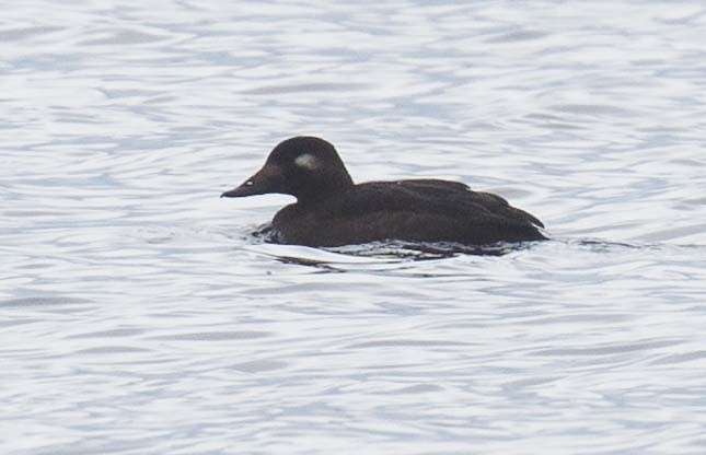 White-winged Scoter - ML645928482