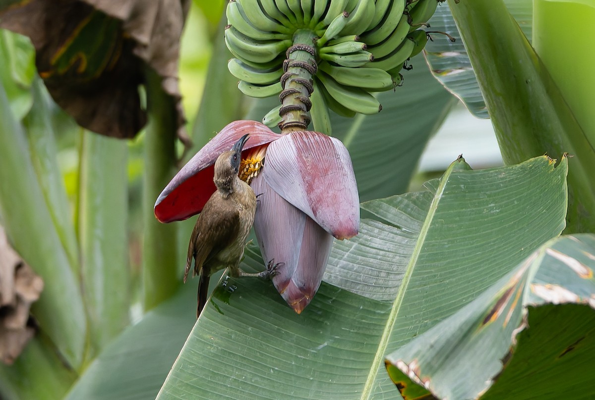 Buru Friarbird - ML645928486