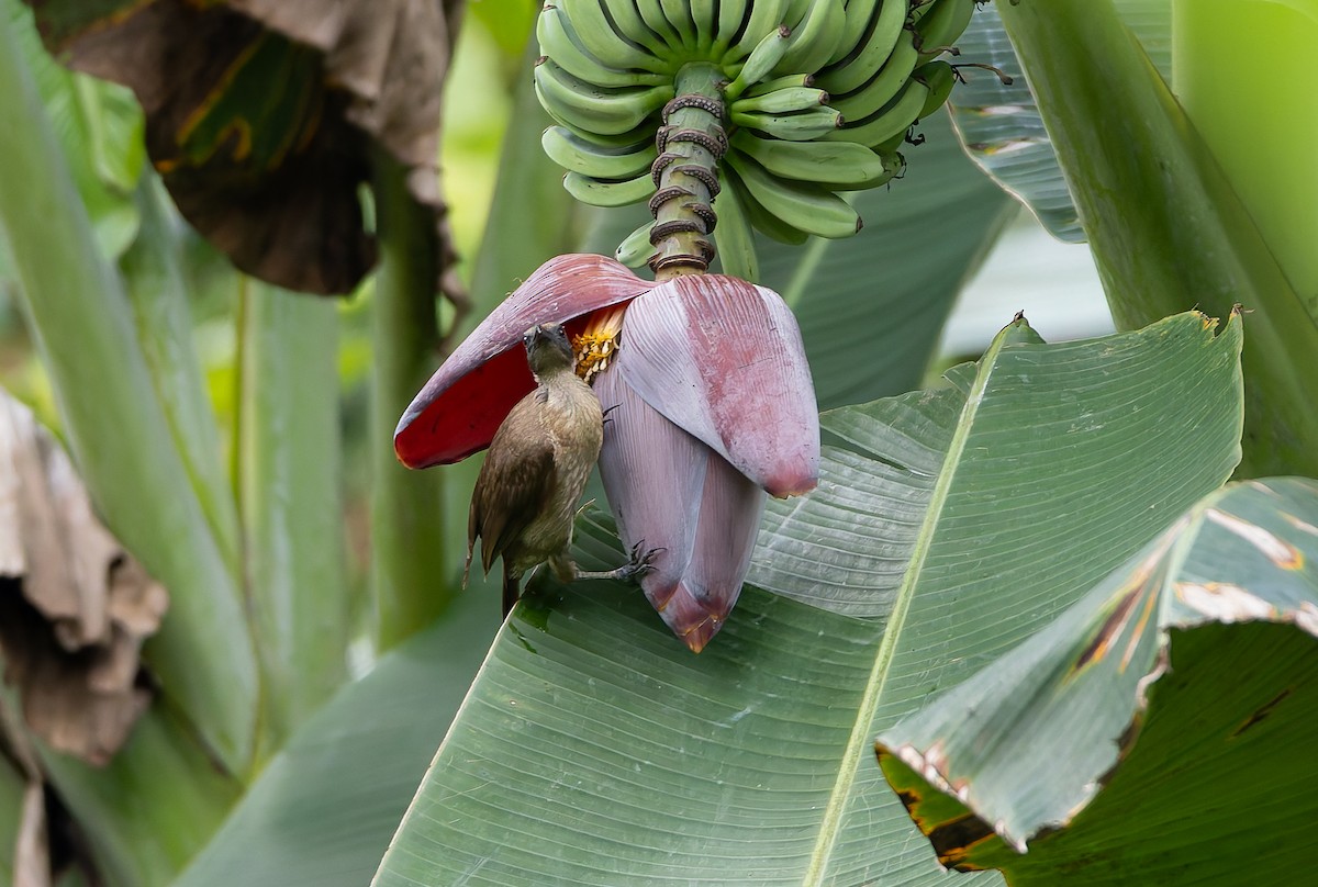 Buru Friarbird - ML645928487