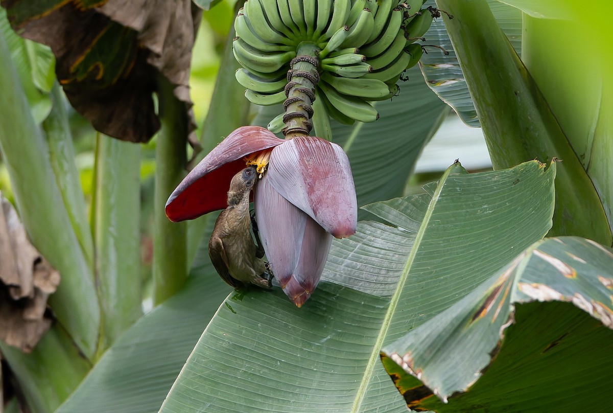 Buru Friarbird - ML645928488