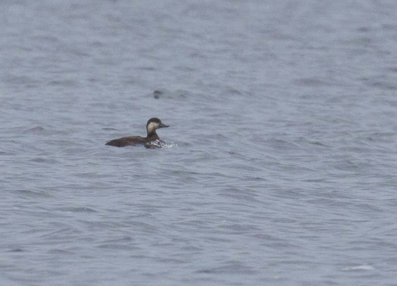 Black Scoter - ML645928489