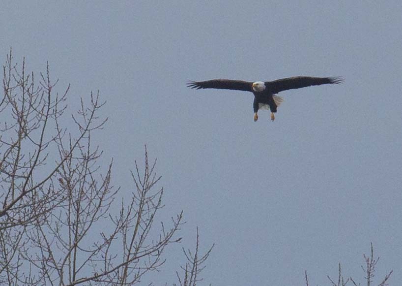 Bald Eagle - ML645928494