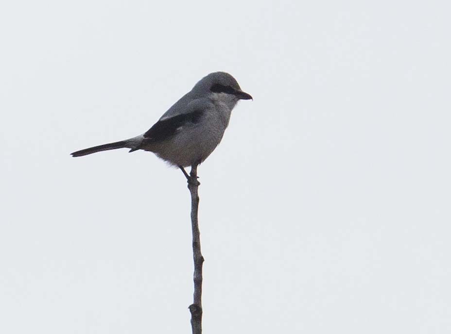 Northern Shrike - ML645928499