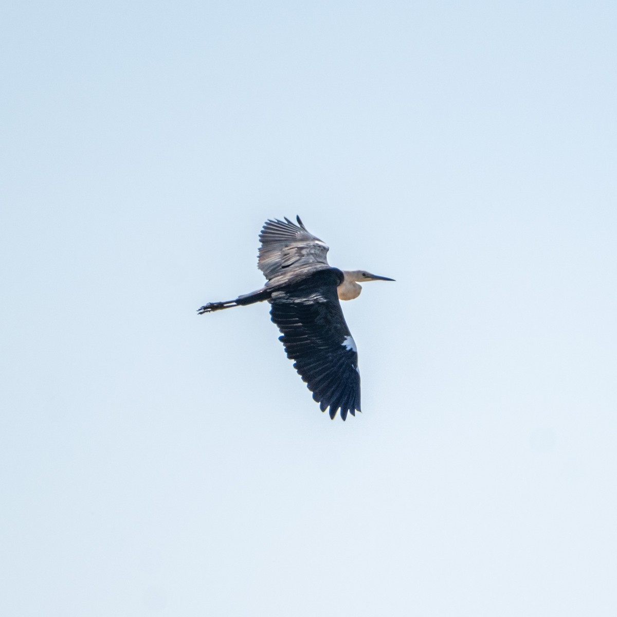 Pacific Heron - ML645928504