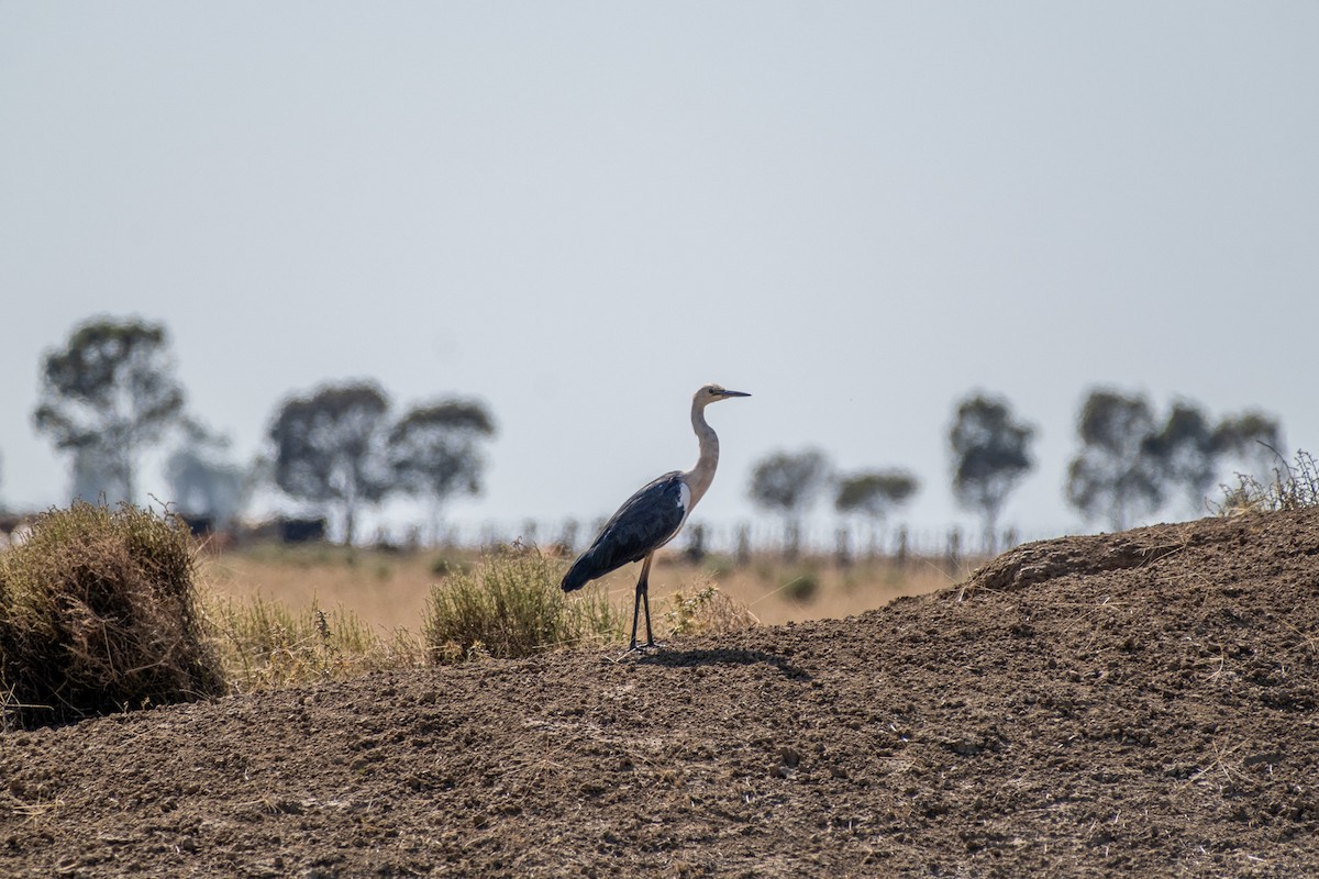 Pacific Heron - ML645928505