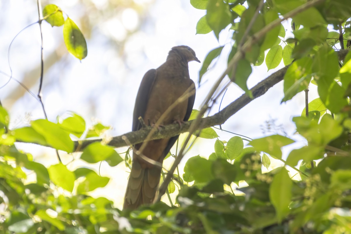 Brown Cuckoo-Dove - ML645928508