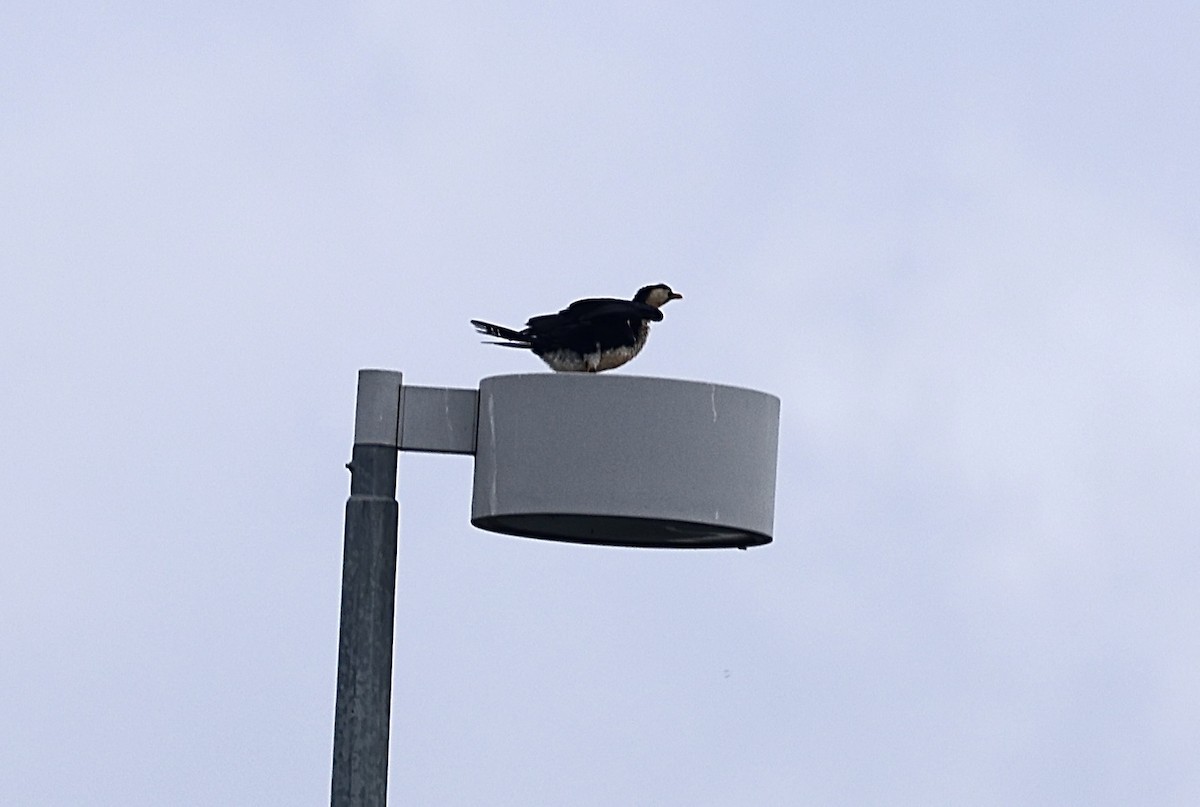 Little Pied Cormorant - ML645928517