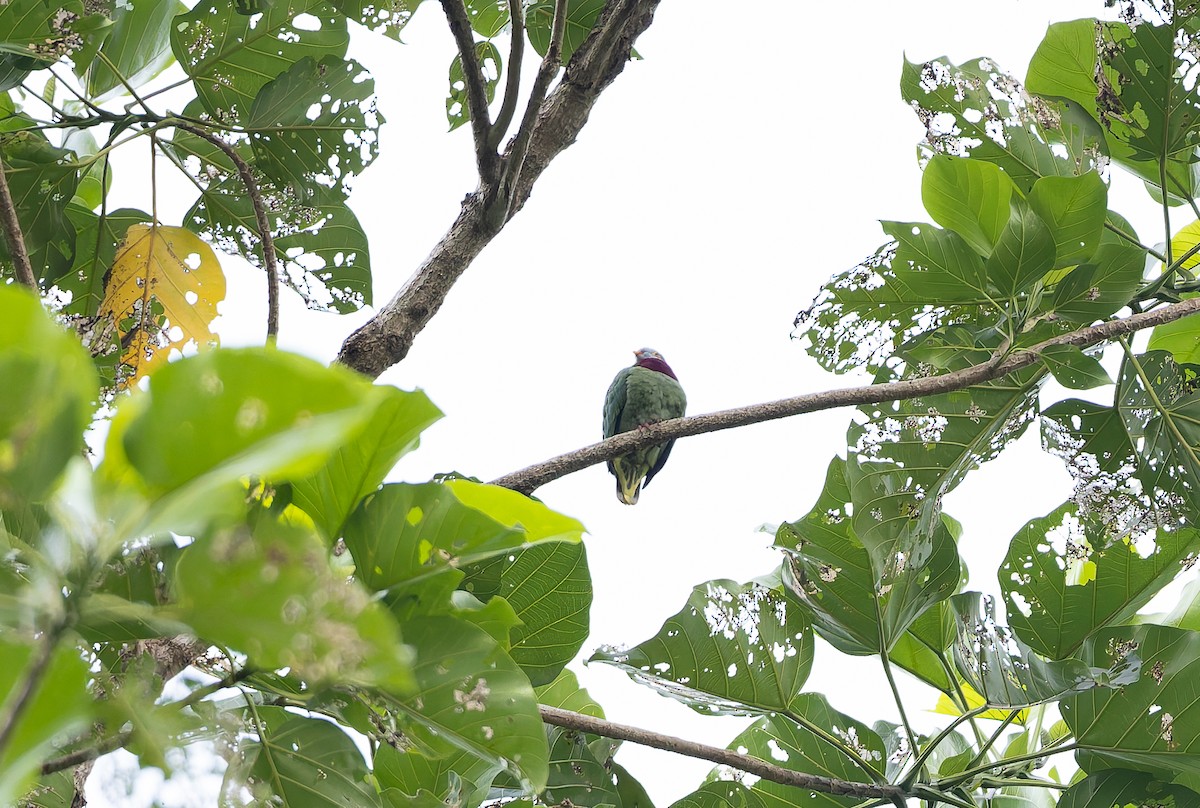 Claret-breasted Fruit-Dove (Moluccan) - ML645928529
