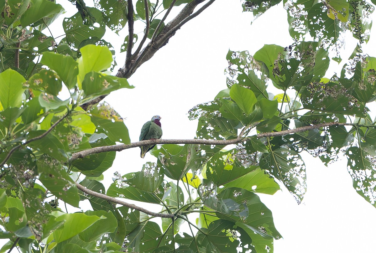 Claret-breasted Fruit-Dove (Moluccan) - ML645928530