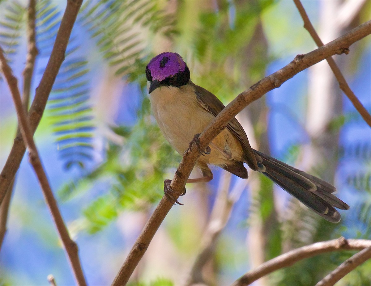 Малюр фіолетовоголовий - ML645928534