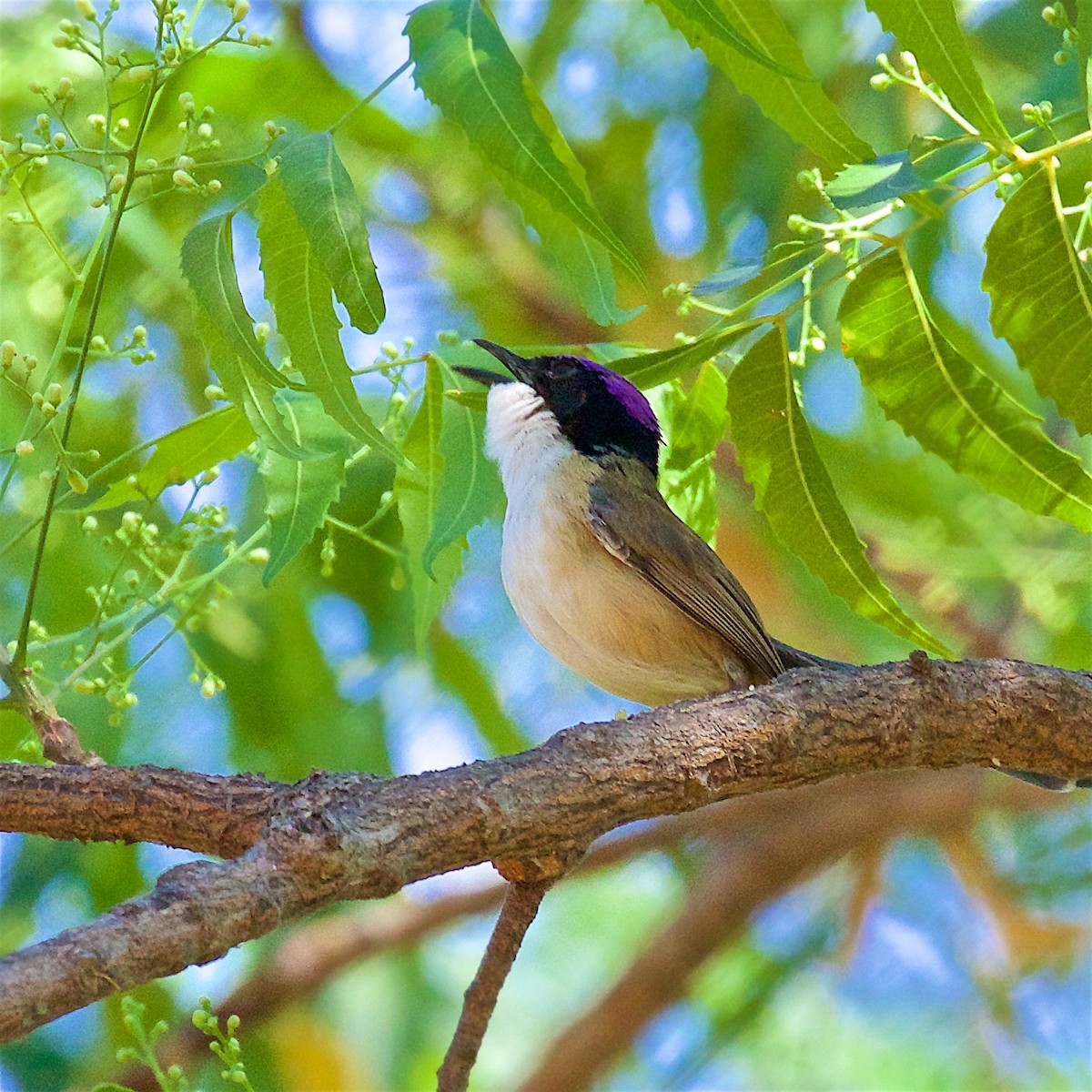 Малюр фіолетовоголовий - ML645928535