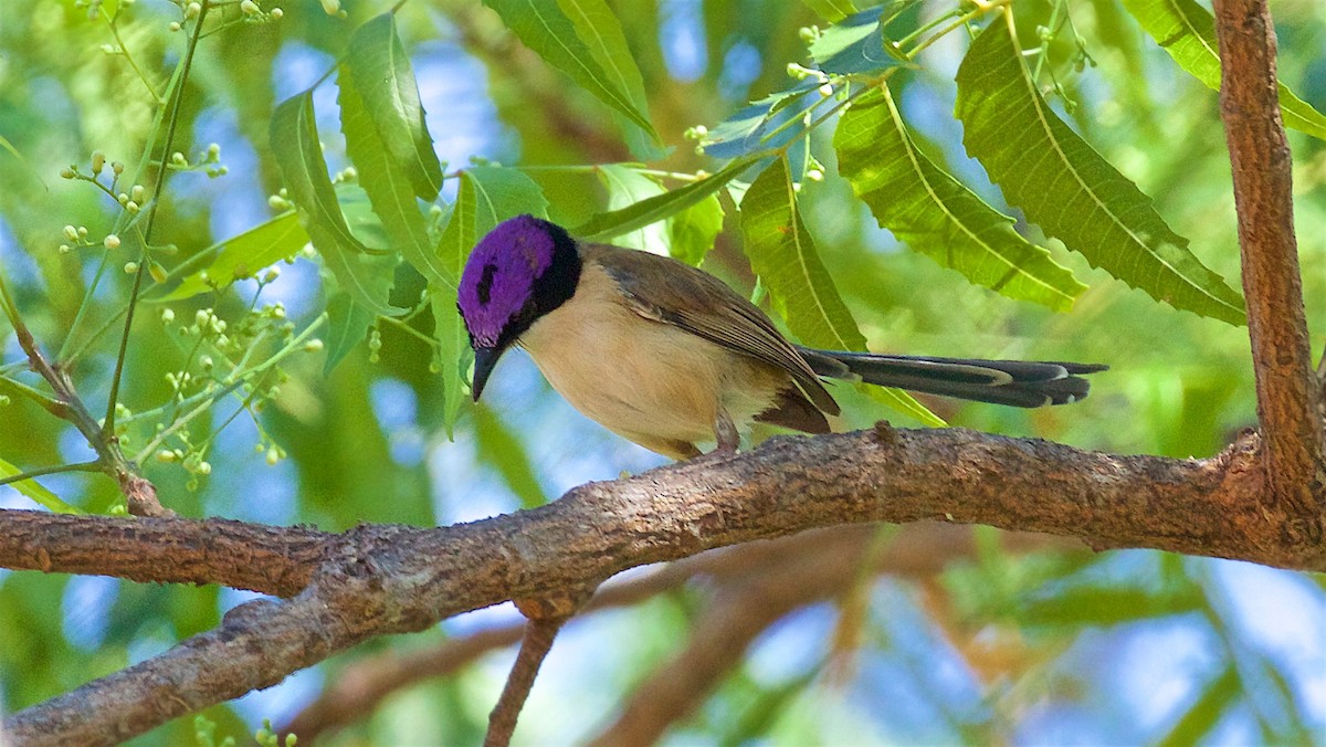 Малюр фіолетовоголовий - ML645928536