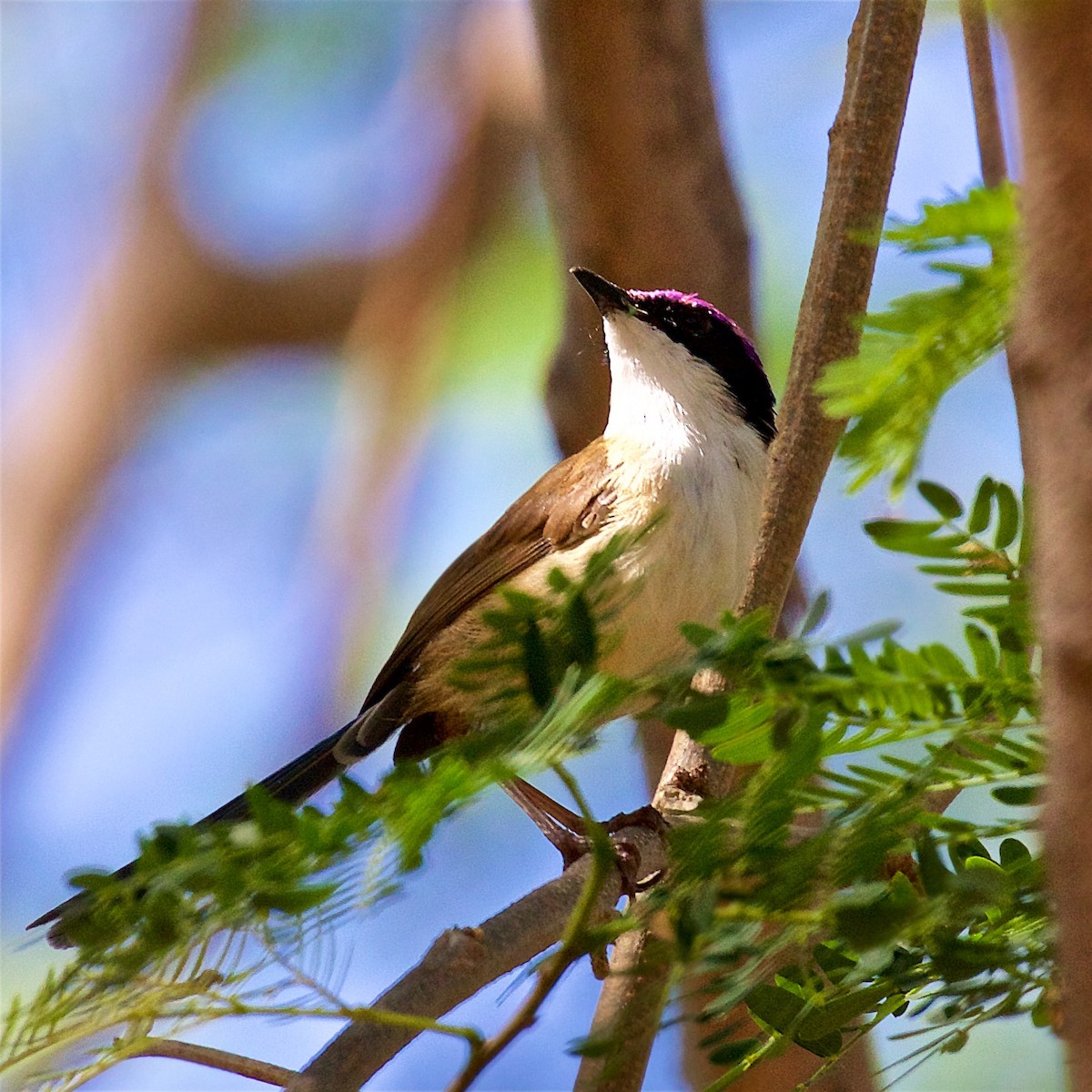 Малюр фіолетовоголовий - ML645928537