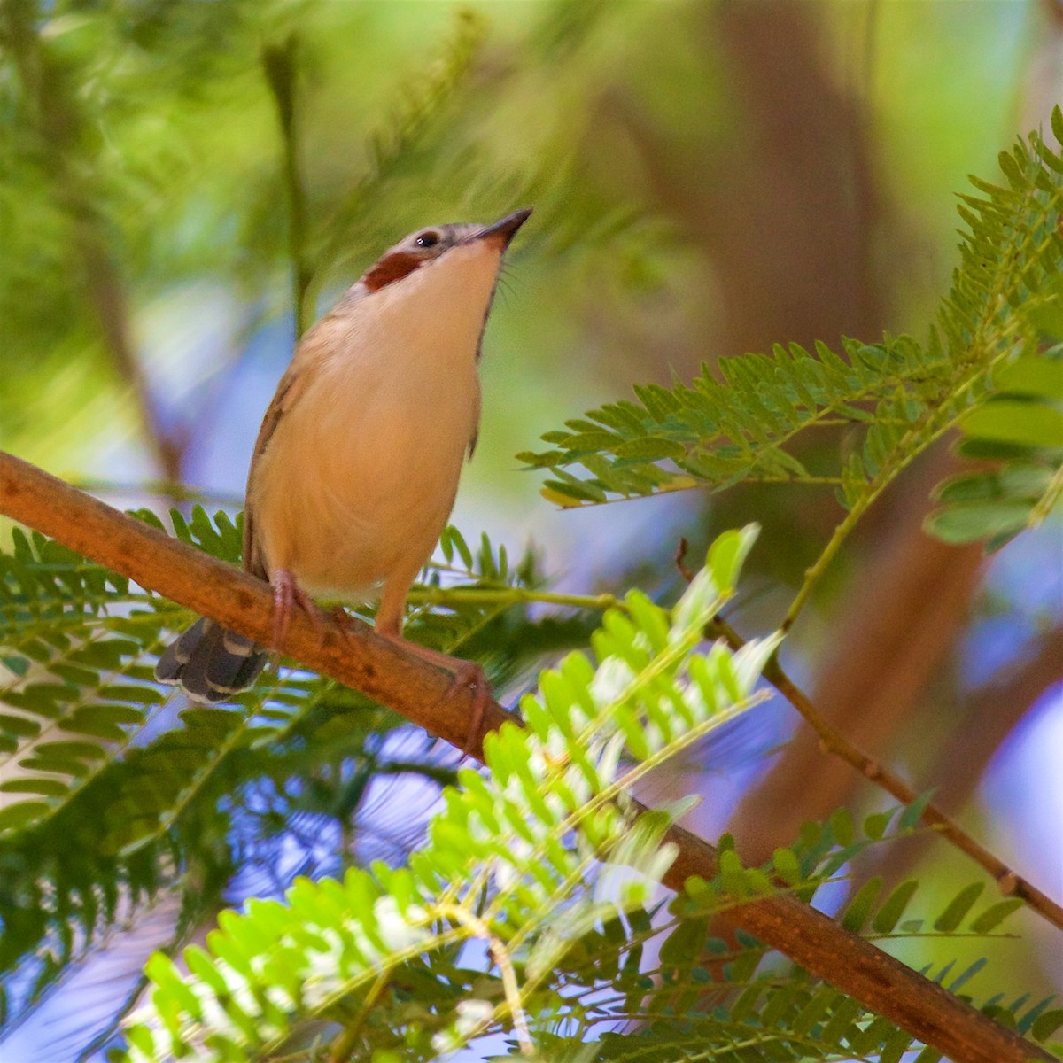 Малюр фіолетовоголовий - ML645928538