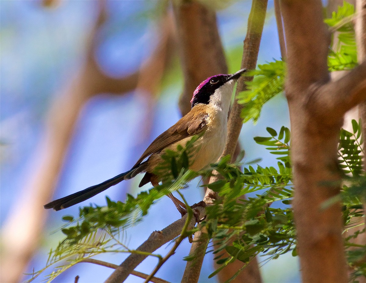 Малюр фіолетовоголовий - ML645928539