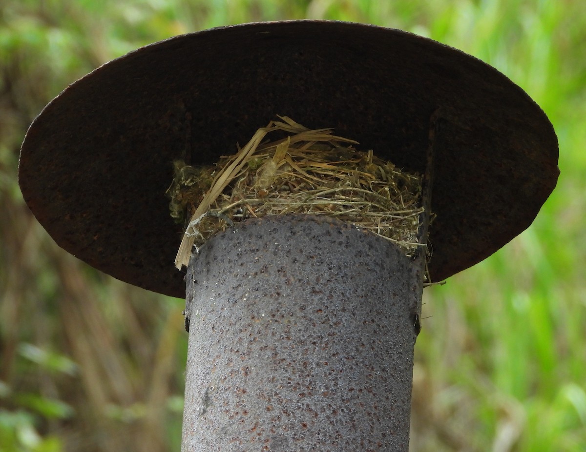 Southern House Wren - ML645928541