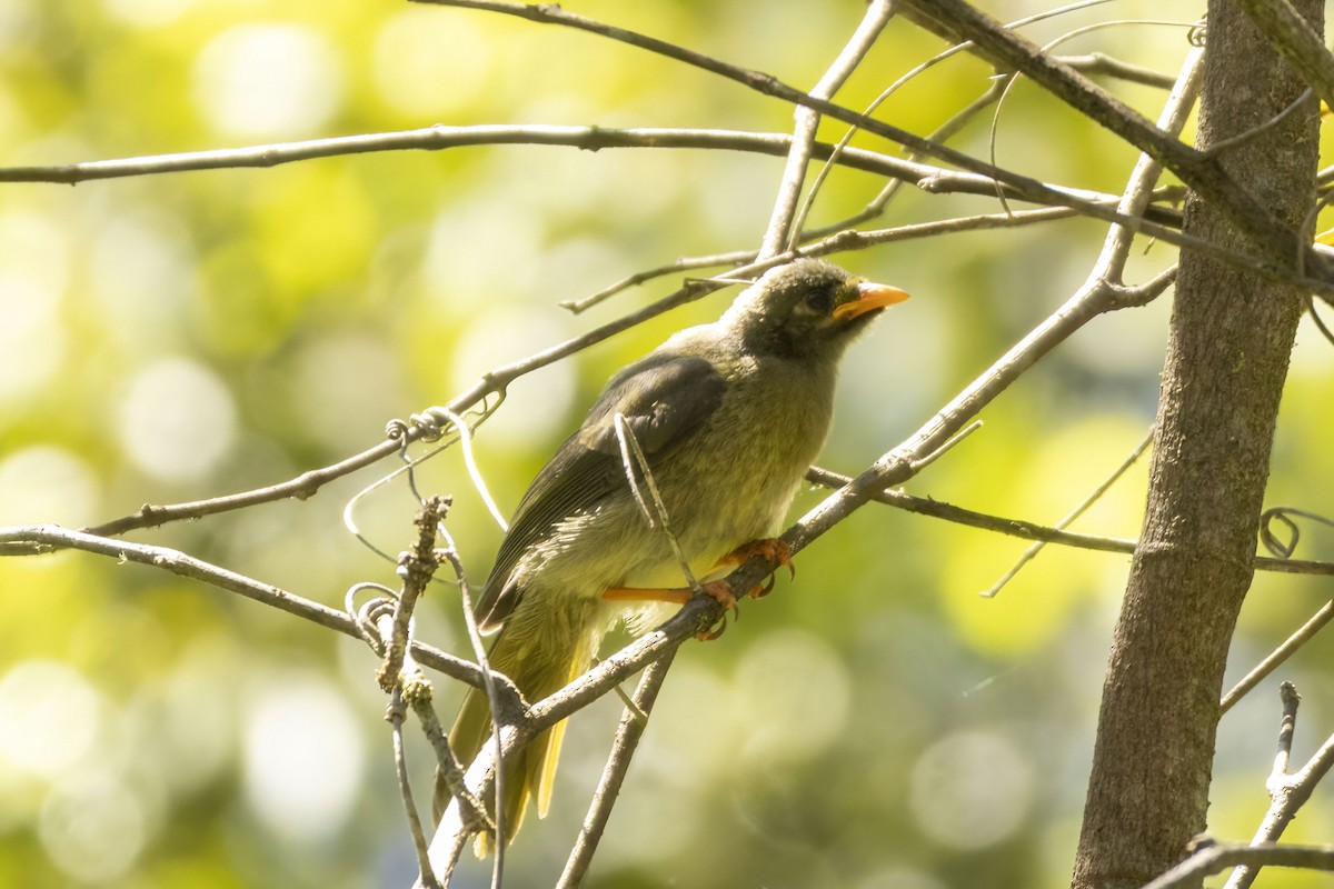 Glockenhonigfresser - ML645928542