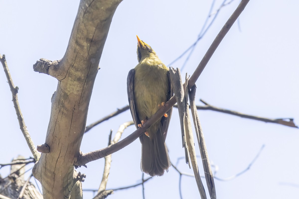 Glockenhonigfresser - ML645928543