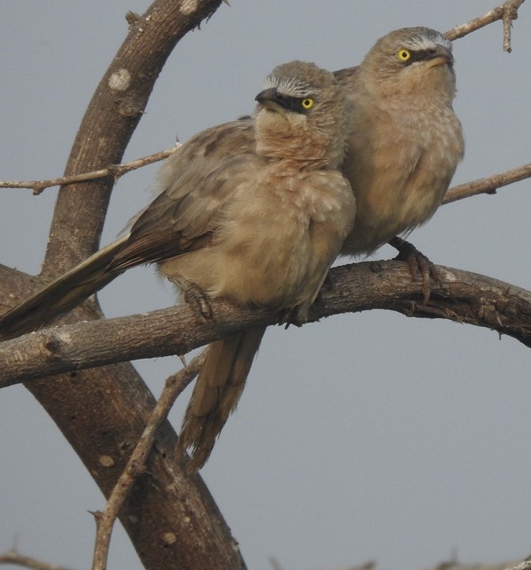 Large Gray Babbler - ML645928554