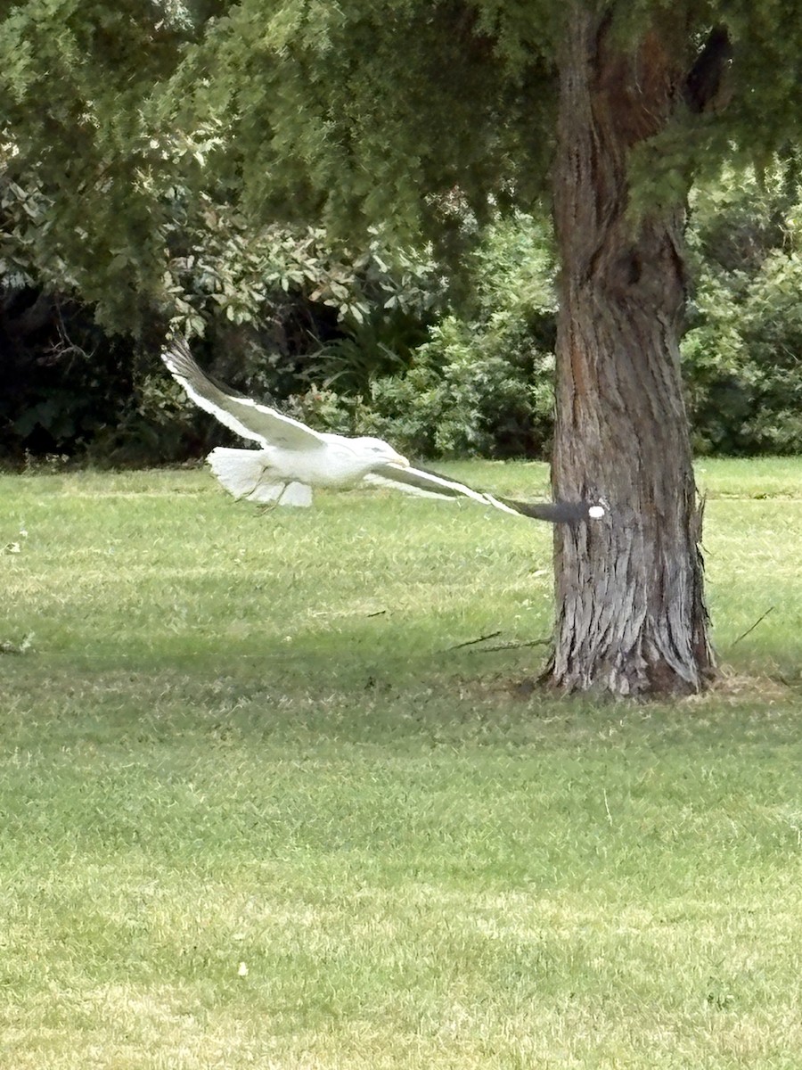 Kelp Gull - ML645928556