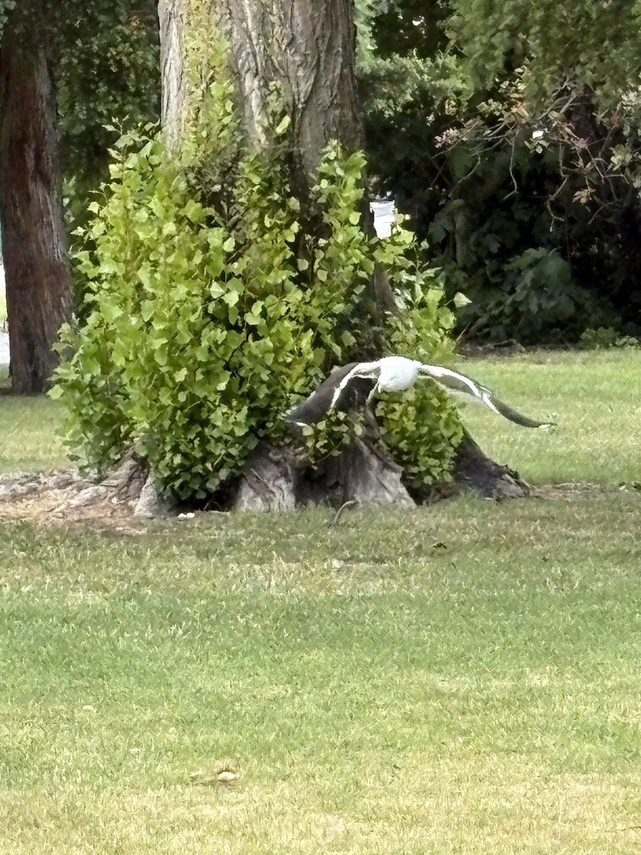 Kelp Gull - ML645928557